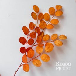 гілка осіннього листя
