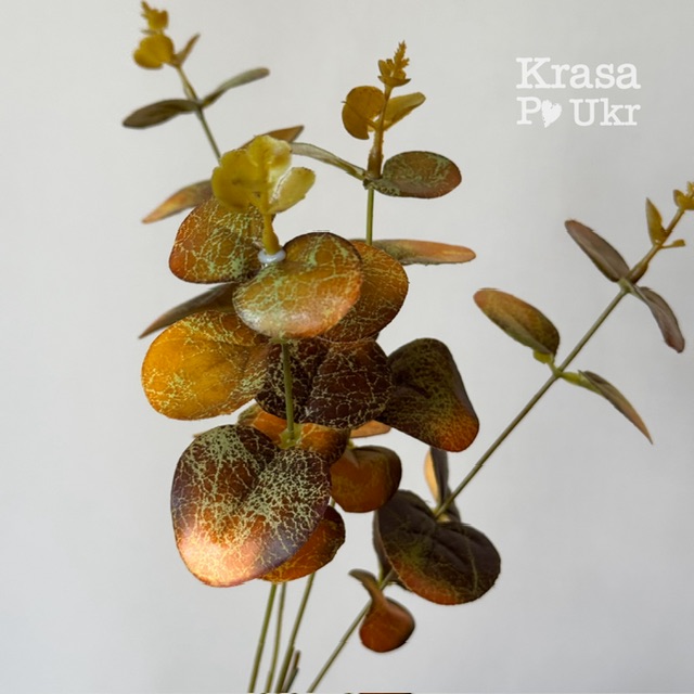 Гілка осіннього евкаліпту