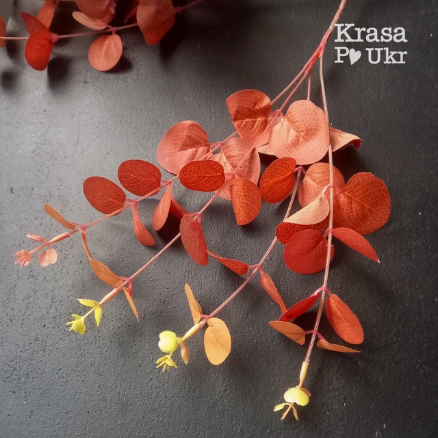 Гілка евкаліпту в осінньому забарвленні