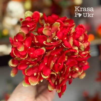 Гортензія дрібна – червона (18 см)