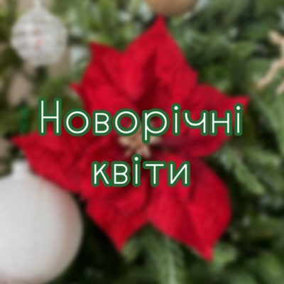 Новорічні квіти