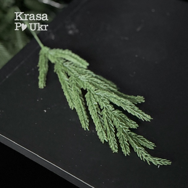 Гілка хвоіна зелена