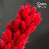 Червоний фаляріс сухоцвіт для декору