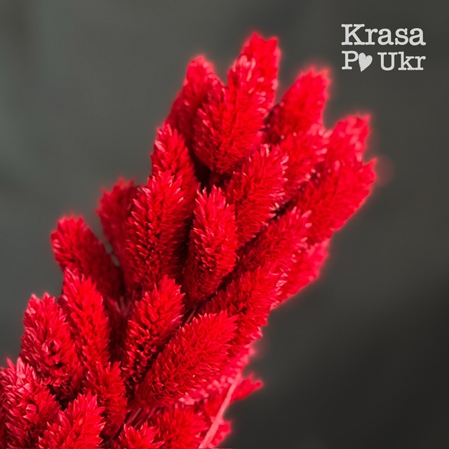 Червоний фаляріс сухоцвіт для декору Krasa Po Ukr Червоний фаляріс сухоцвіт для декору